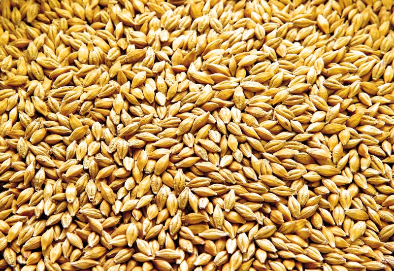 File:Malted Barley.jpg