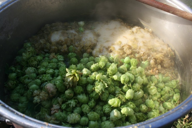File:Wet hops.jpg