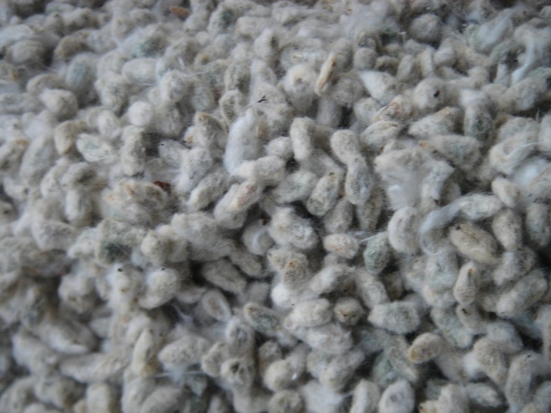 File:Cottonseed notdelinted.jpg
