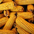 Corn Cobs Whole.jpg