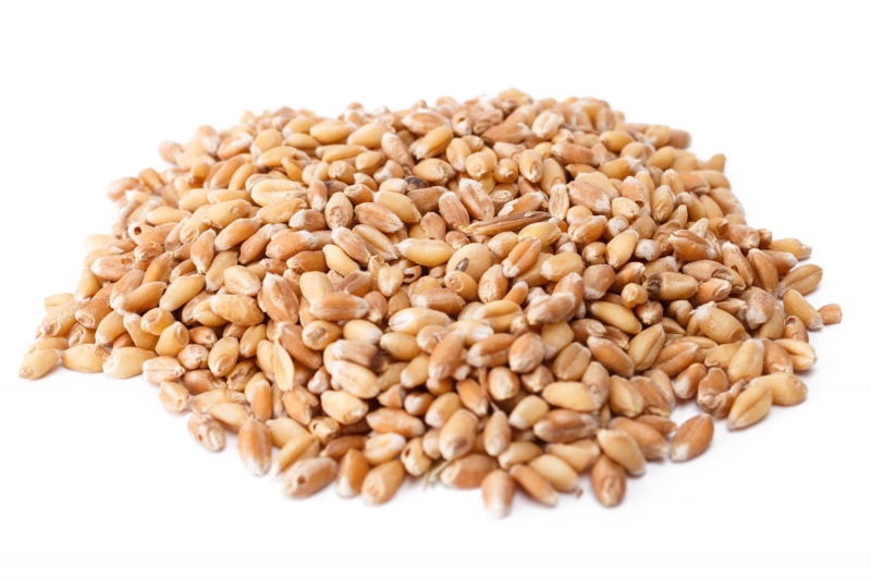 File:Wheat.jpg