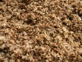 Spent grain wet.jpg