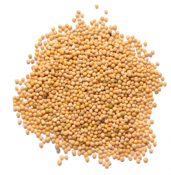 File:Mustard Seed.jpg