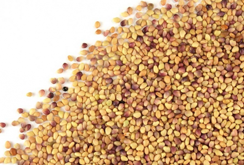 File:Clover Seeds.jpg