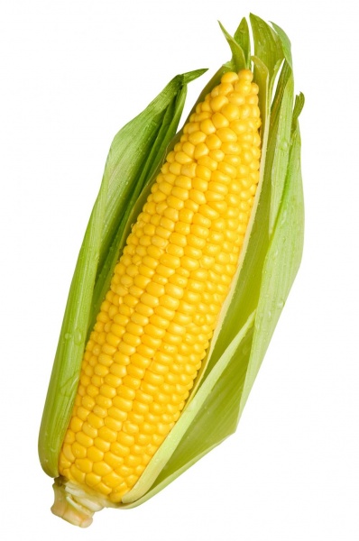 File:Corn Ear.jpg