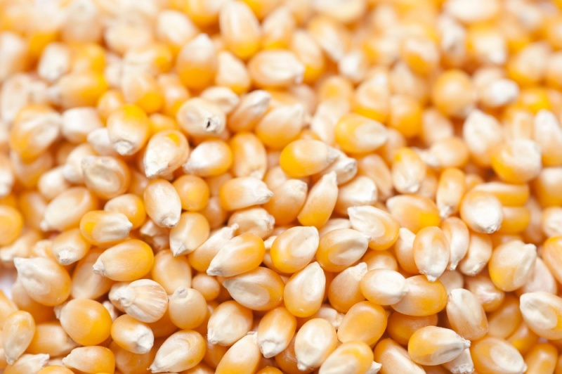 File:Corn Seed.jpg