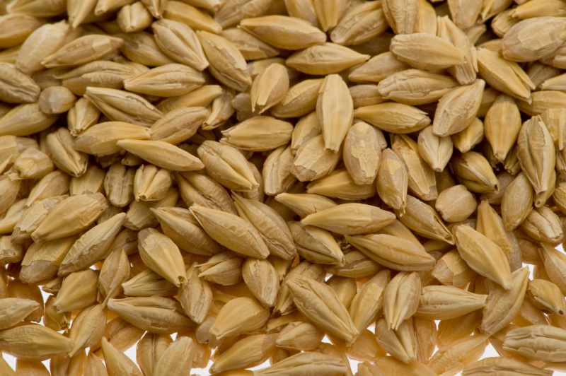 File:Barley.jpg